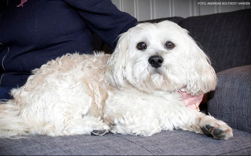 kampen for Teddy del 2