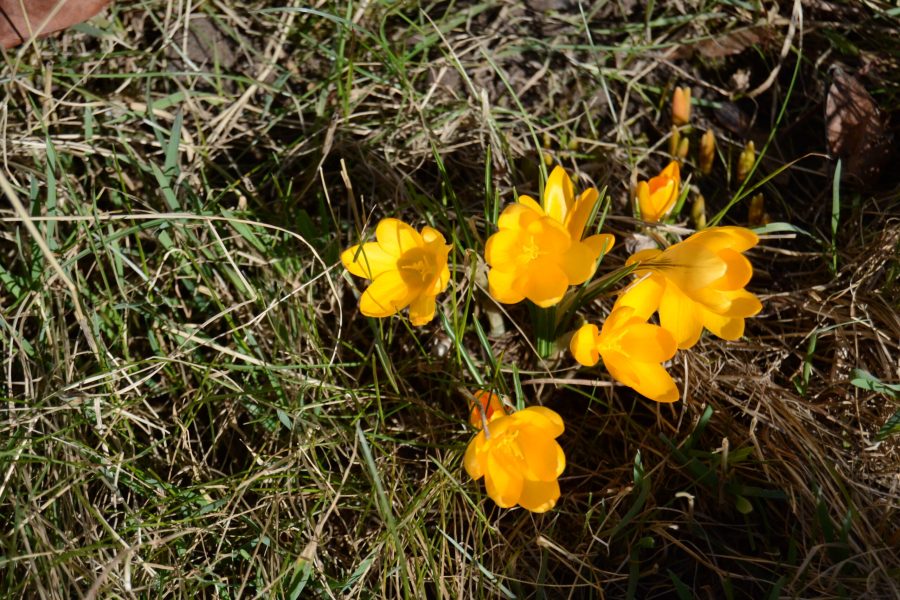 ADHD sin positive sider