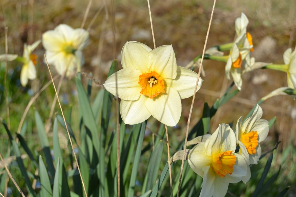 påskeblomst